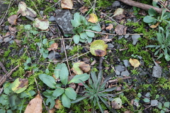 Boechera grahamii