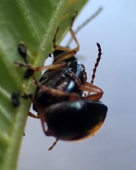 Lysathia ludoviciana