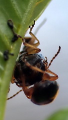 Lysathia ludoviciana