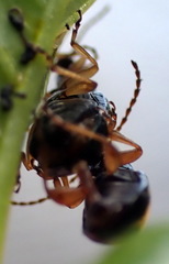 Lysathia ludoviciana