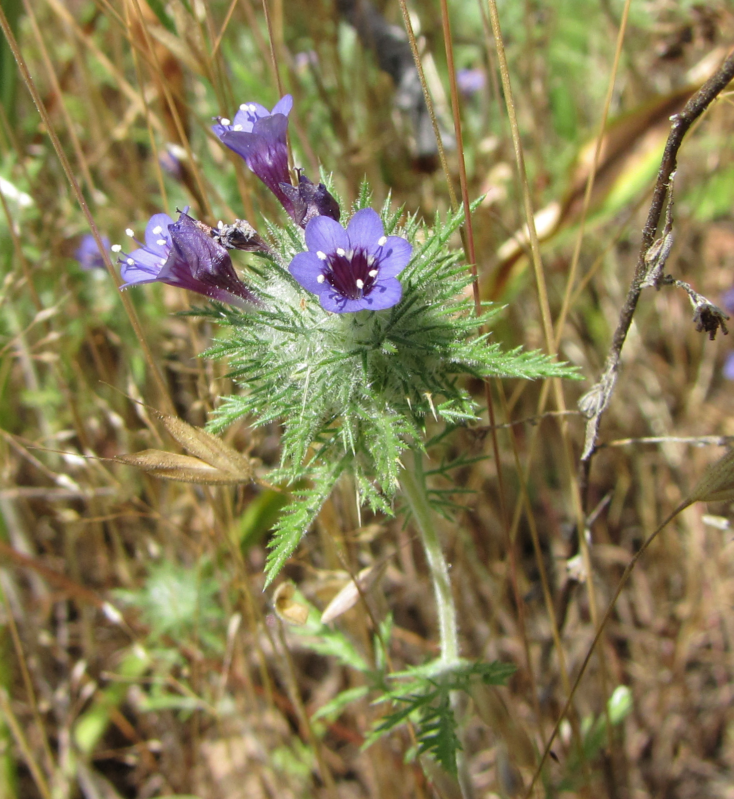 Navarretia pubescens