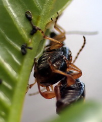 Lysathia ludoviciana