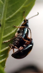 Lysathia ludoviciana