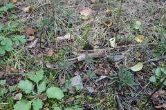 Boechera grahamii