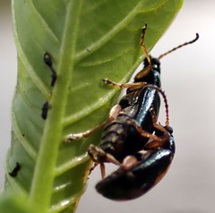 Lysathia ludoviciana