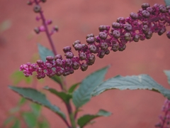 Phytolacca thyrsiflora