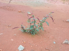 Phytolacca thyrsiflora