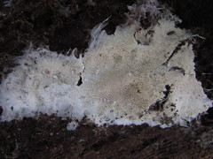 Trechispora mollusca