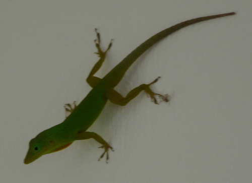 Anolis grahami