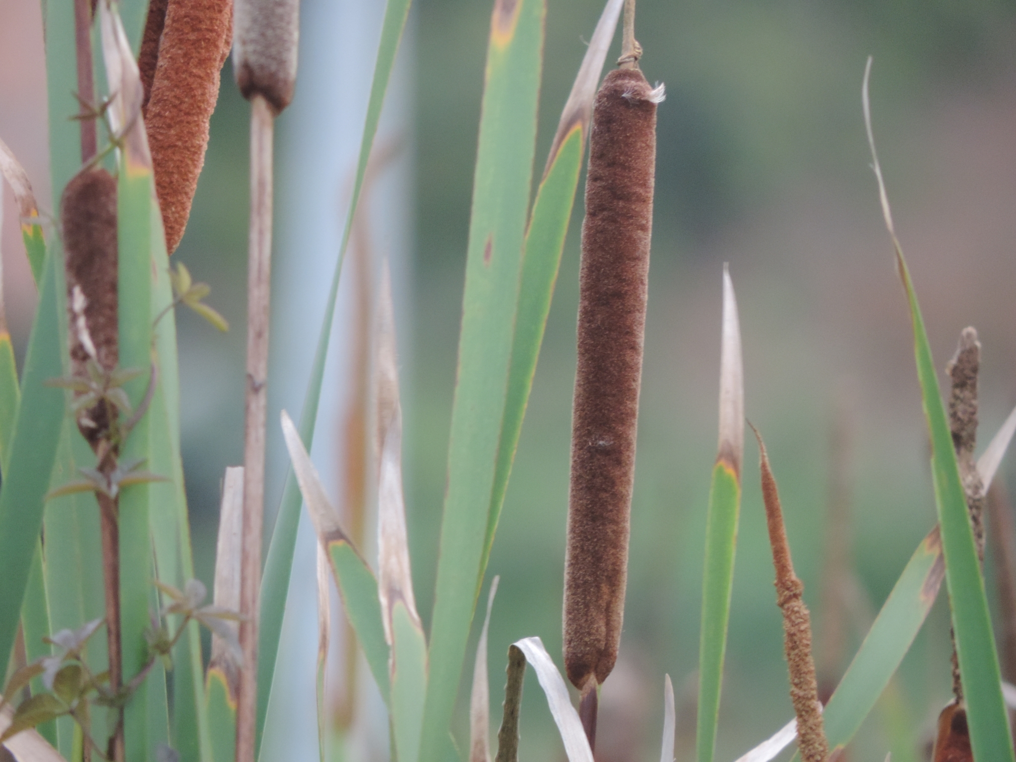 Typha domingensis