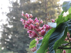 Aesculus × carnea