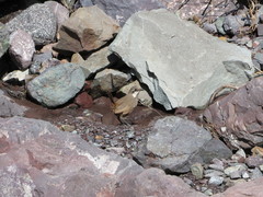 Pteroptochos megapodius