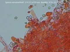 Trechispora mollusca