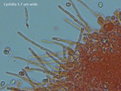 Trechispora mollusca