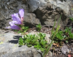 Penstemon davidsonii davidsonii