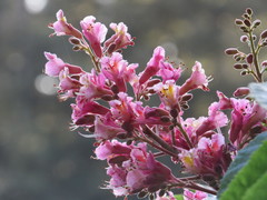 Aesculus × carnea