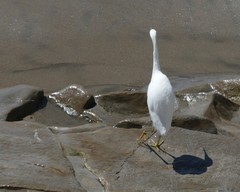 Egretta thula