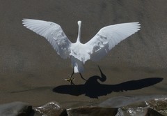 Egretta thula