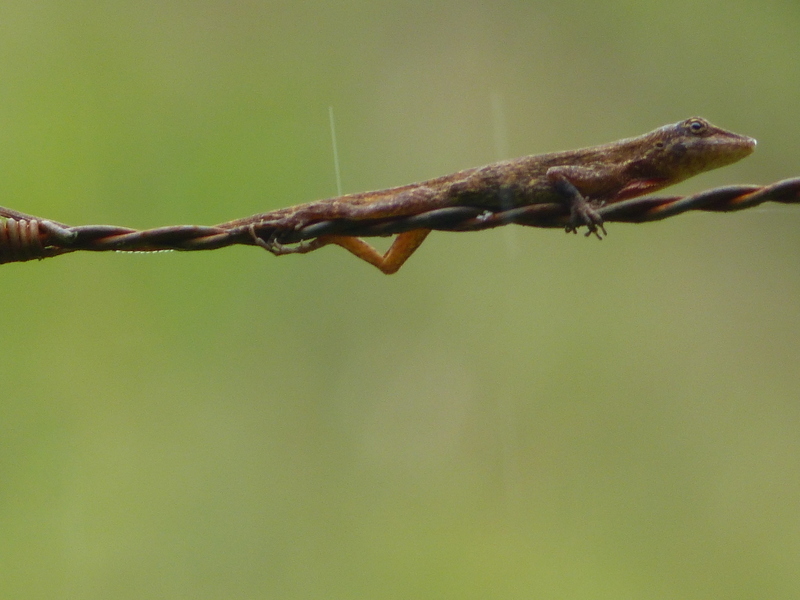 Kempton's Anole