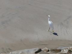 Egretta thula