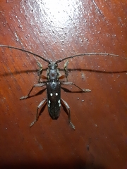 Ambonus interrogationis