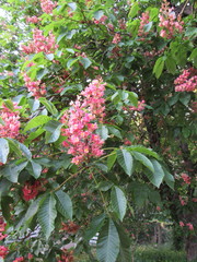 Aesculus × carnea