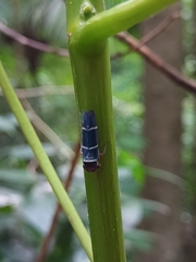 Amblyscarta ruficeps