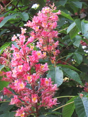 Aesculus × carnea