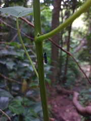 Amblyscarta ruficeps