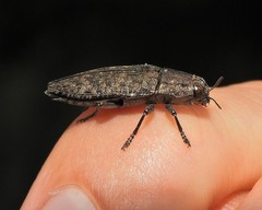 Dicerca lurida