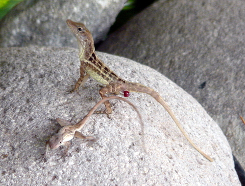 Anolis lineatopus