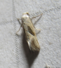 Eugnosta bimaculana