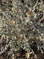 Brickellia incana