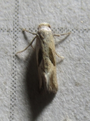 Eugnosta bimaculana