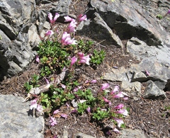 Penstemon davidsonii davidsonii