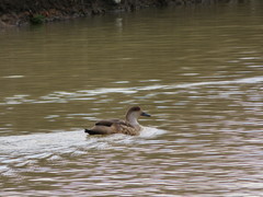 Lophonetta specularioides