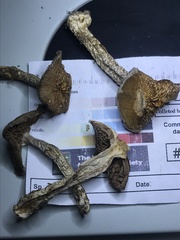 Cortinarius splendidus