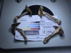 Cortinarius splendidus