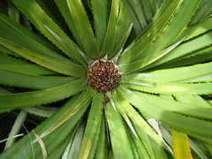 Fascicularia