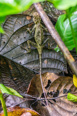 Acanthosaura lepidogaster