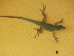 Anolis opalinus