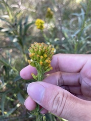 Solidago confinis