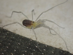 Oskoron spinosus