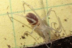Oskoron spinosus