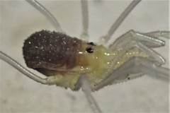 Oskoron spinosus