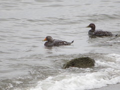 Tachyeres patachonicus