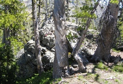 Penstemon davidsonii davidsonii