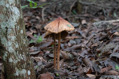 Macrolepiota colombiana