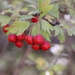 Crataegus turkestanica - Photo (c) Наталья Бешко, some rights reserved (CC BY-NC), uploaded by Наталья Бешко