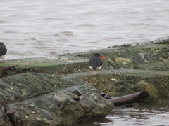 Haematopus leucopodus